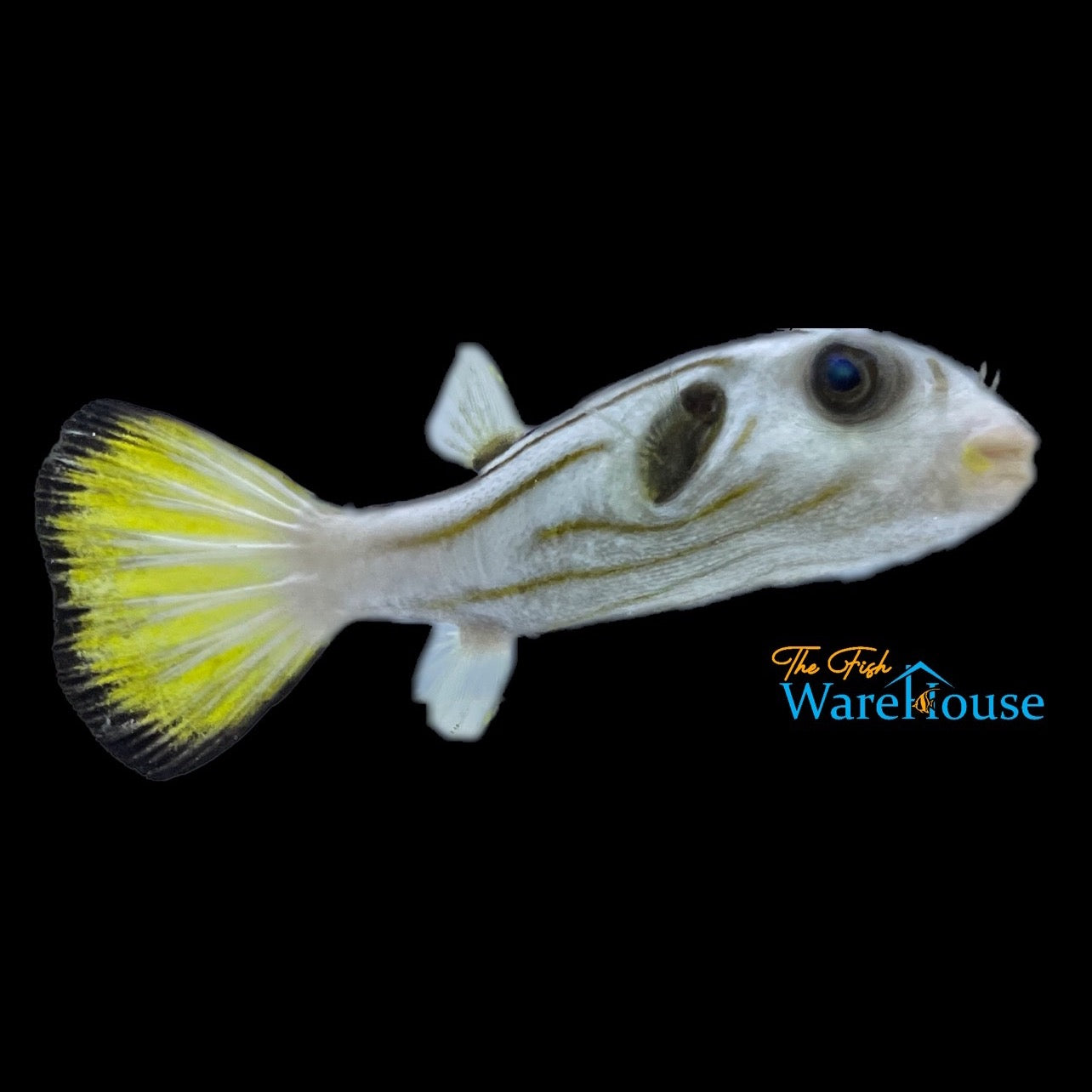 Striped Dogface Puffer (Arothron manilensis)