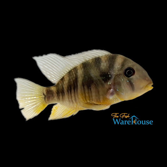 Gymnogeophagus Balzanii