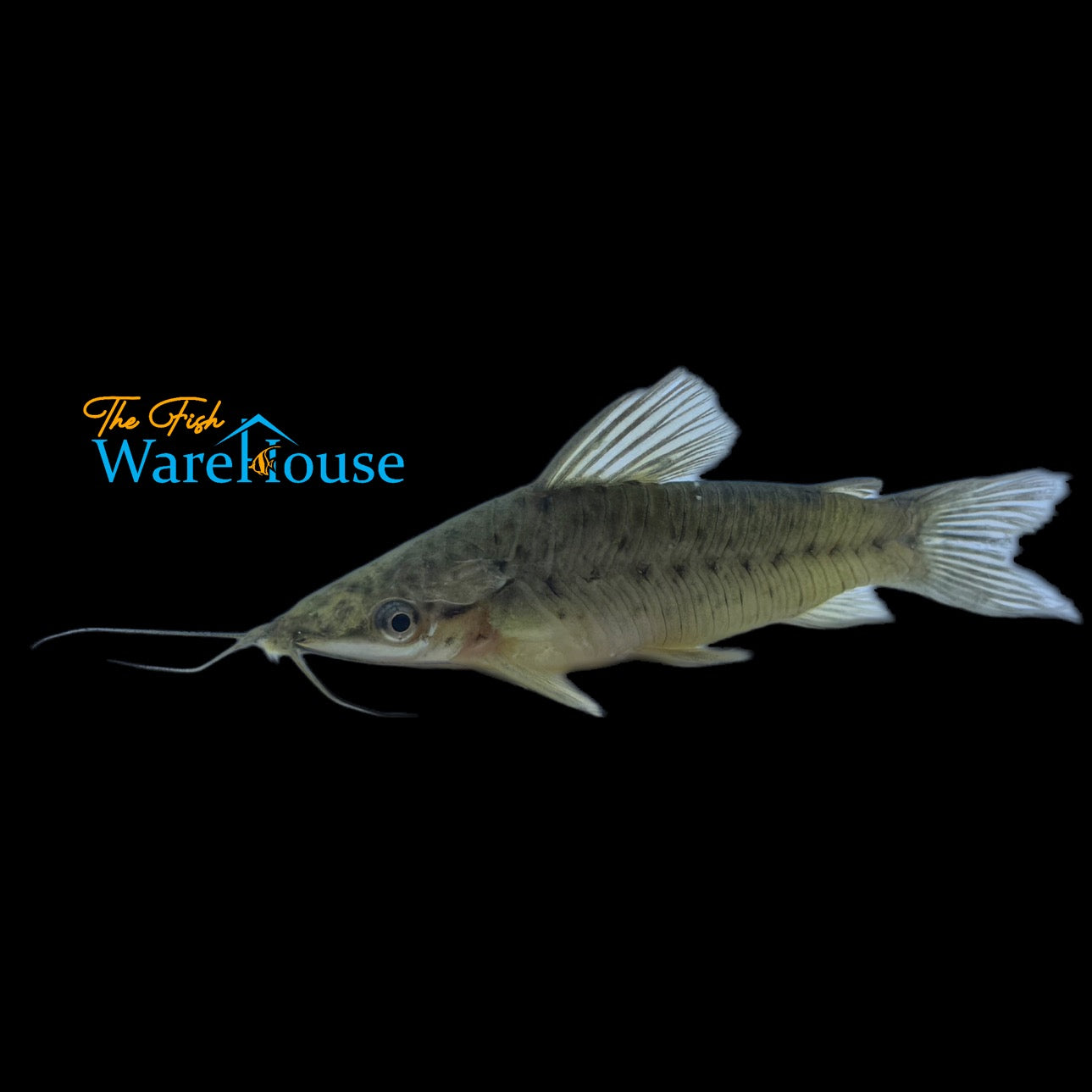 Porthole Catfish (Dianema longibarbis)