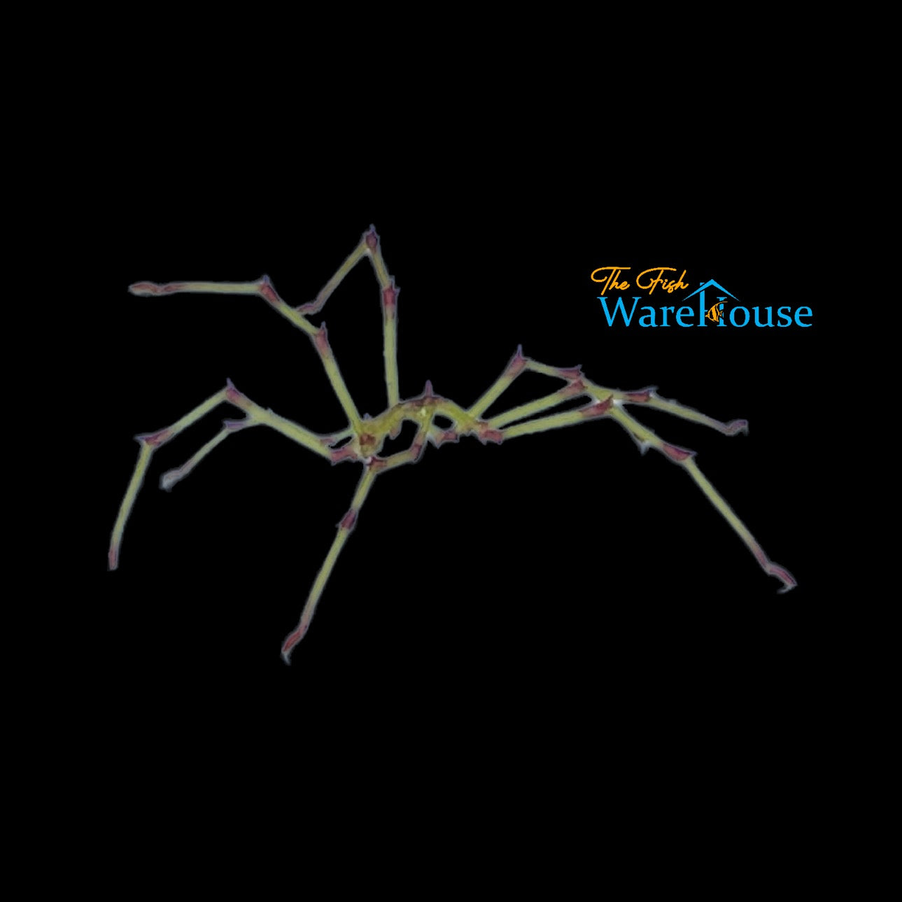 Sea Spider (Pycnogonida sp.)