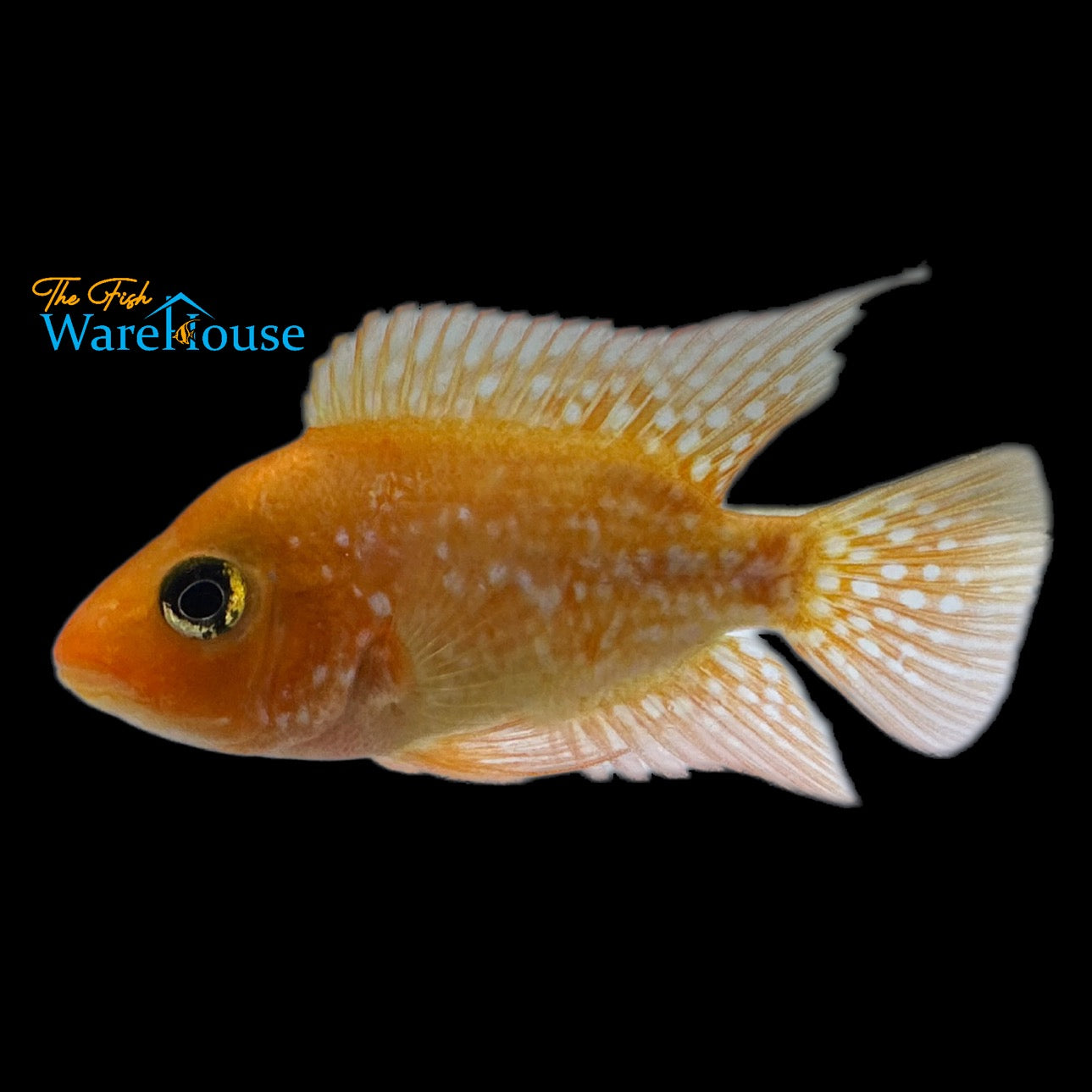 Red Texas Cichlid (Herichthys cyanoguttatum red)