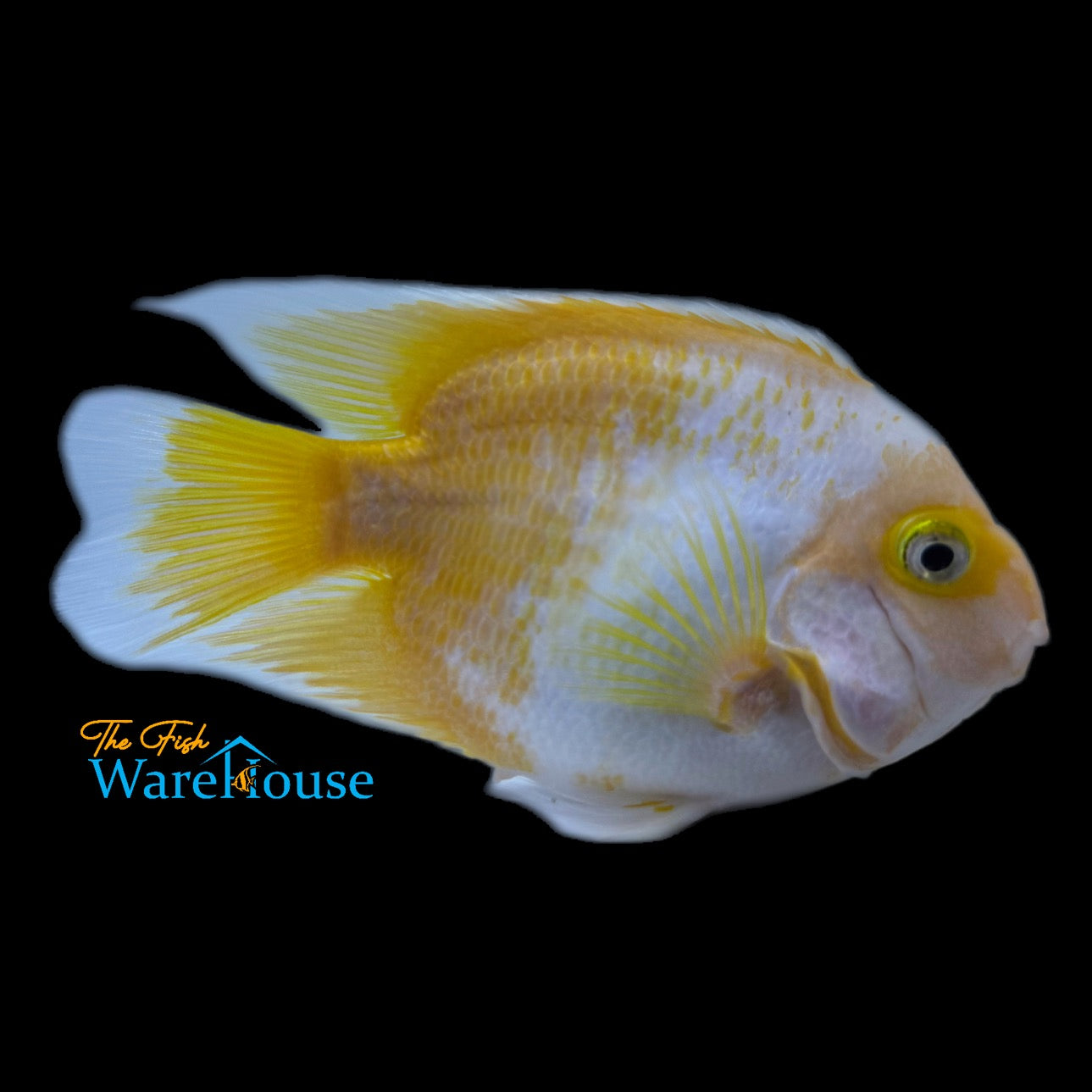 Yellow & White Parrot Cichlid (Cichlasoma x)