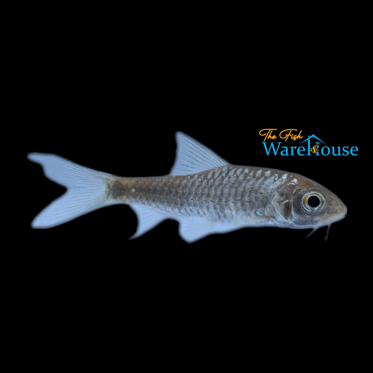 Blue Mahseer (Neolissochilus stracheyi)