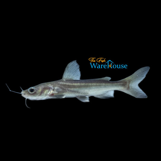 Redtail Catfish x Black Ear Shark Hybrid (Phractocephalus hemioliopterus x Pangasius larnaudii)