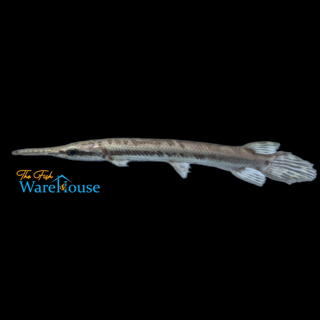 Tropical Gar (Atractosteus tropicus)