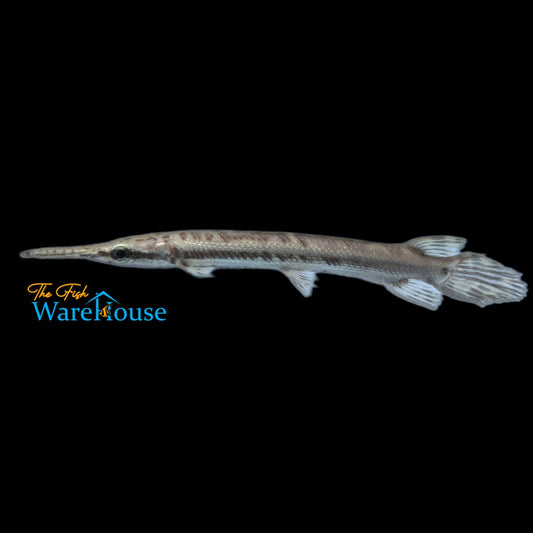 Tropical Gar (Atractosteus tropicus)