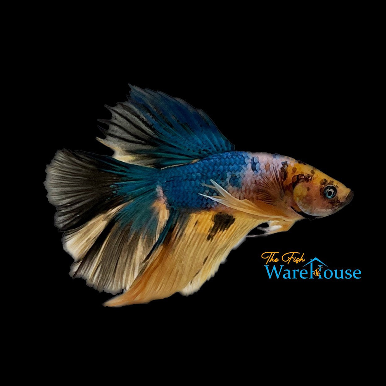 Yellow / Blue Galaxy Halfmoon Betta - Male (Betta splendens)