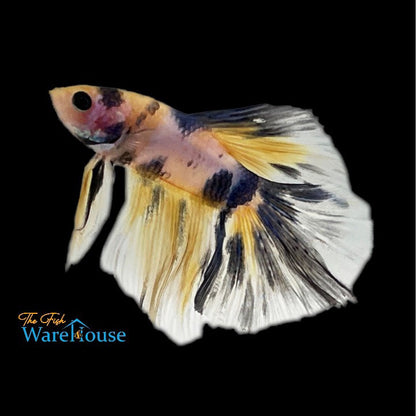 Yellow / Blue Galaxy Halfmoon Betta - Male (Betta splendens)