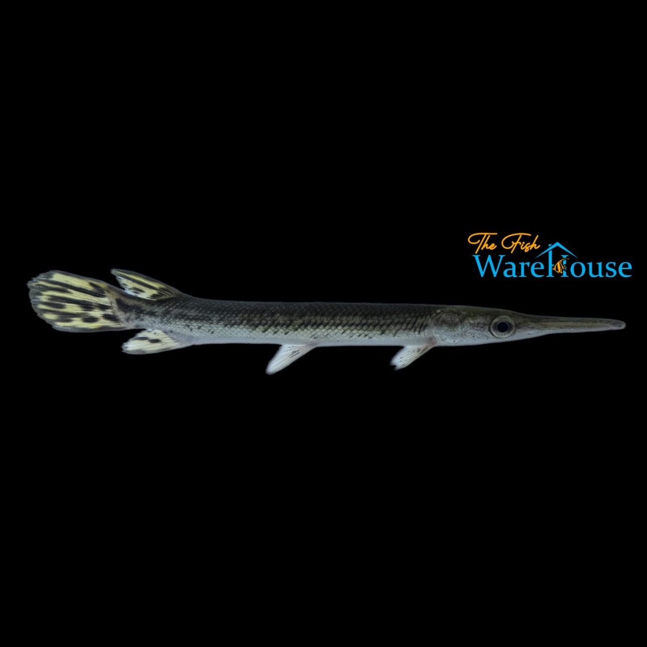 Cuban Gar (Atractosteus tristoechus)