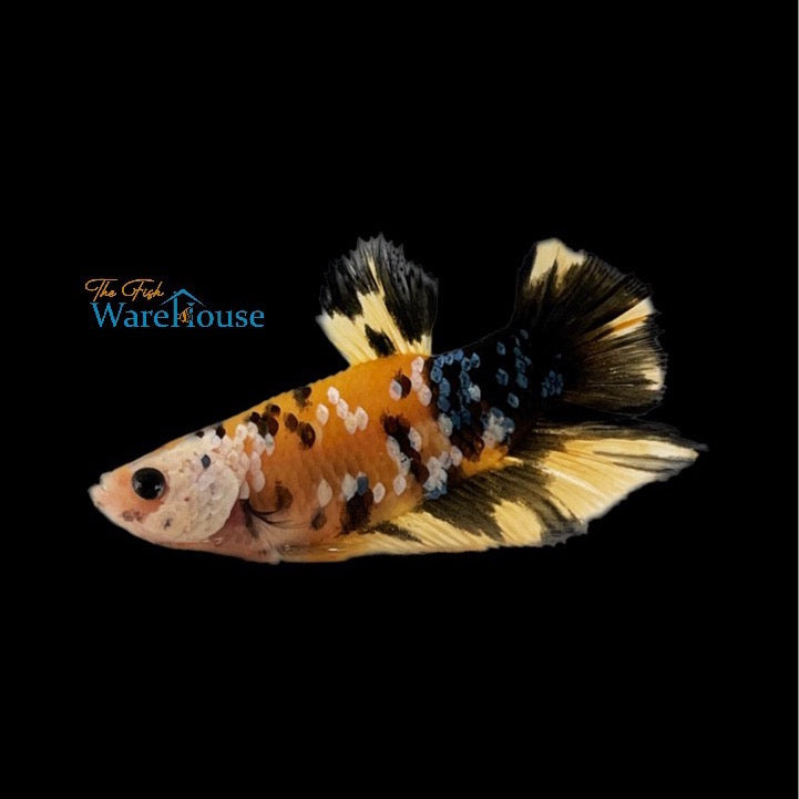 Yellow / Black Galaxy Koi Plakat Betta - Male (Betta splendens)