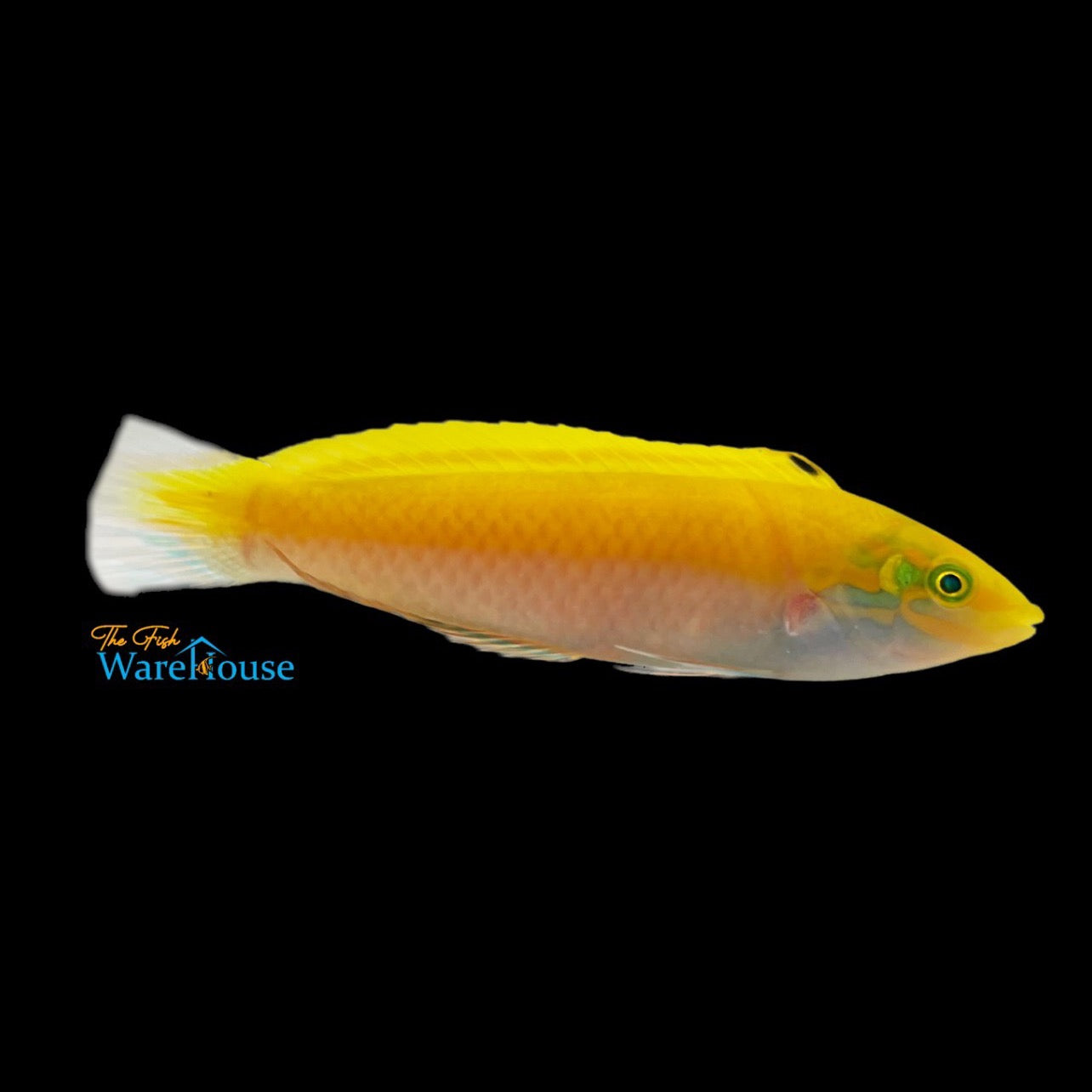 Yellow & Purple Coris Wrasse (Halichoeres leucoxanthus)