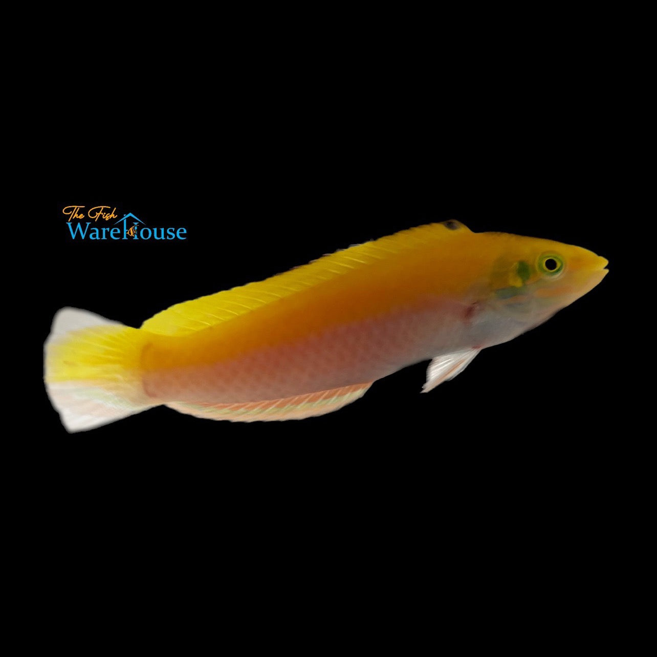 Yellow & Purple Coris Wrasse (Halichoeres leucoxanthus)