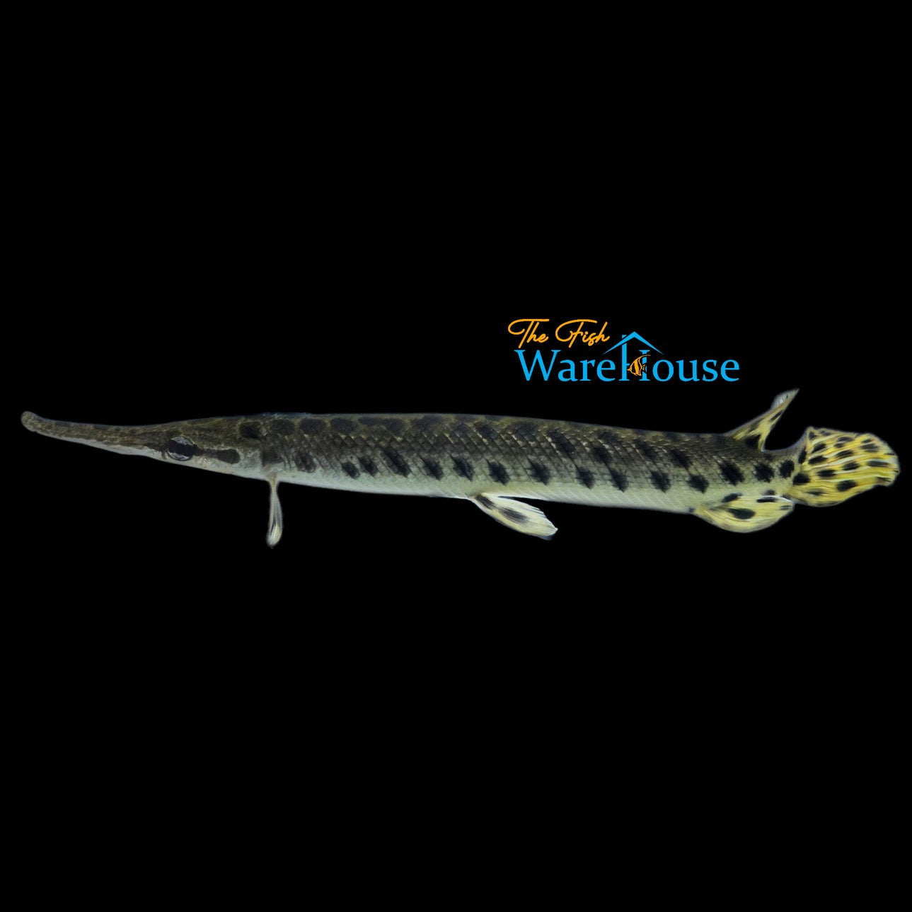 Spotted Gar (Lepisosteus oculatus)