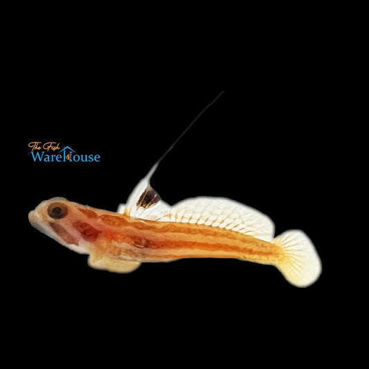 Yasha White Ray Shrimp Goby - Captive Bred (Stonogobiops yasha)