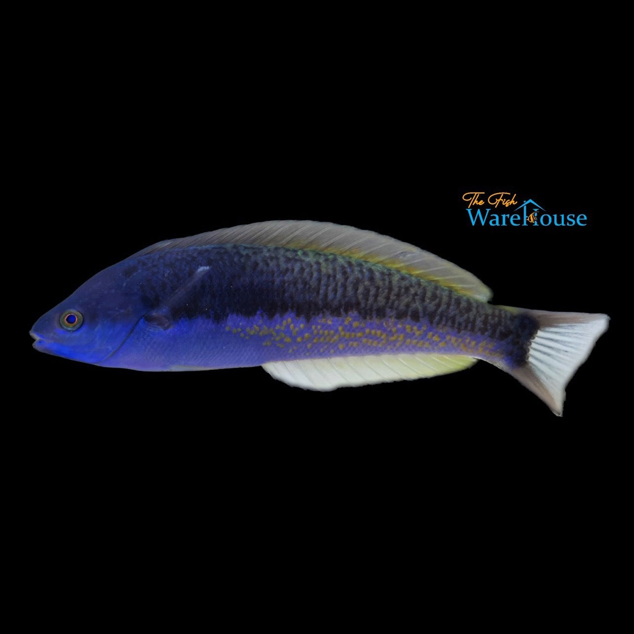 Yamashiro's Wrasse - Male (Pseudocoris yamashiroi)