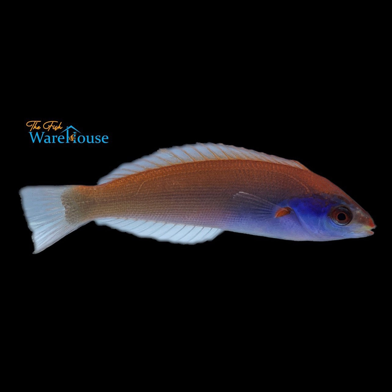 Yamashiro's Wrasse - Female (Pseudocoris yamashiroi)