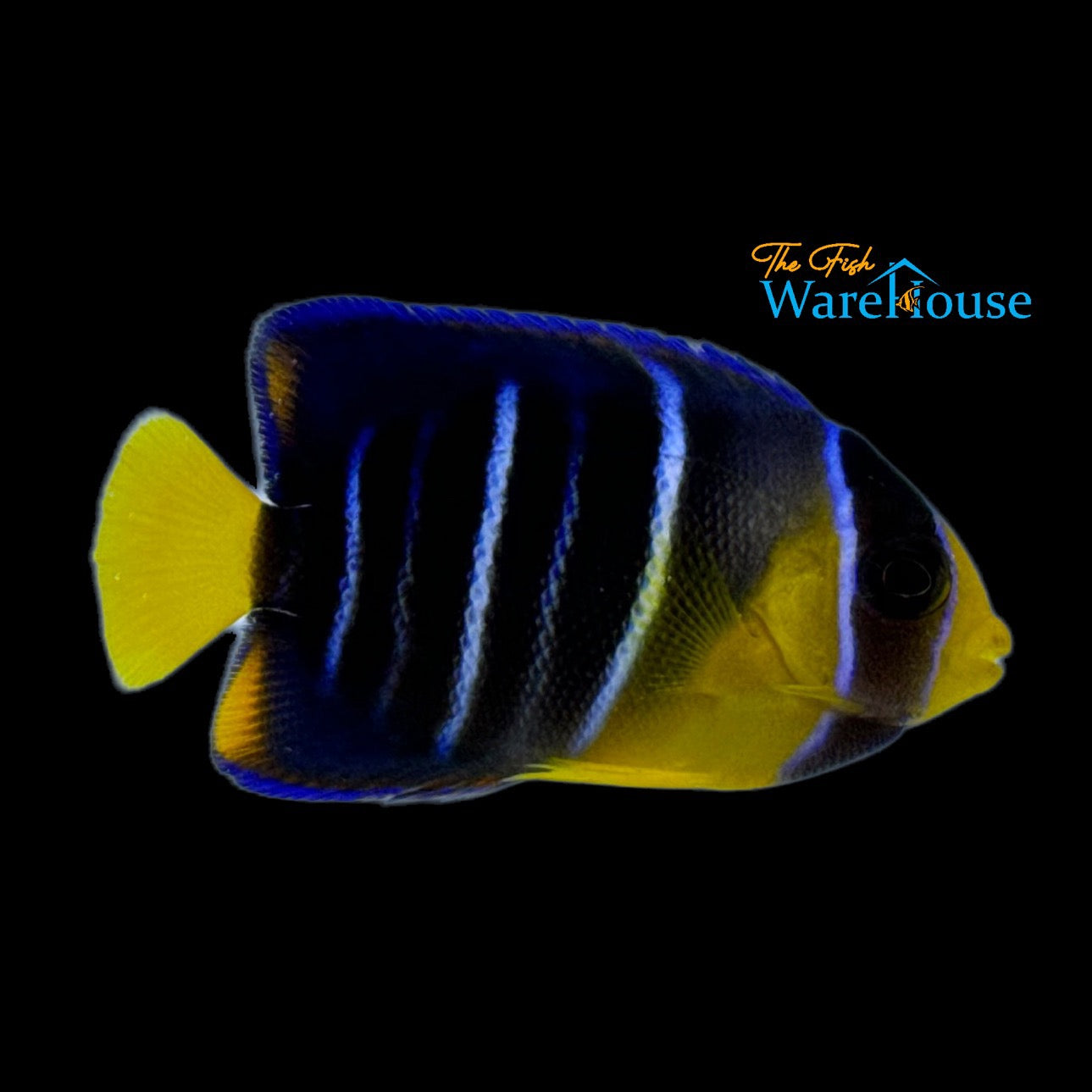 Blue Angelfish - Juvenile (Holacanthus bermudensis)