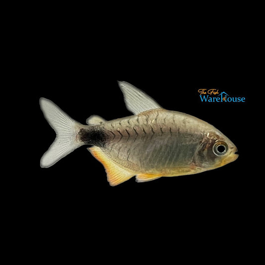 Xingu Kitty Tetra (Hyphessobrycon heliacus xingu)