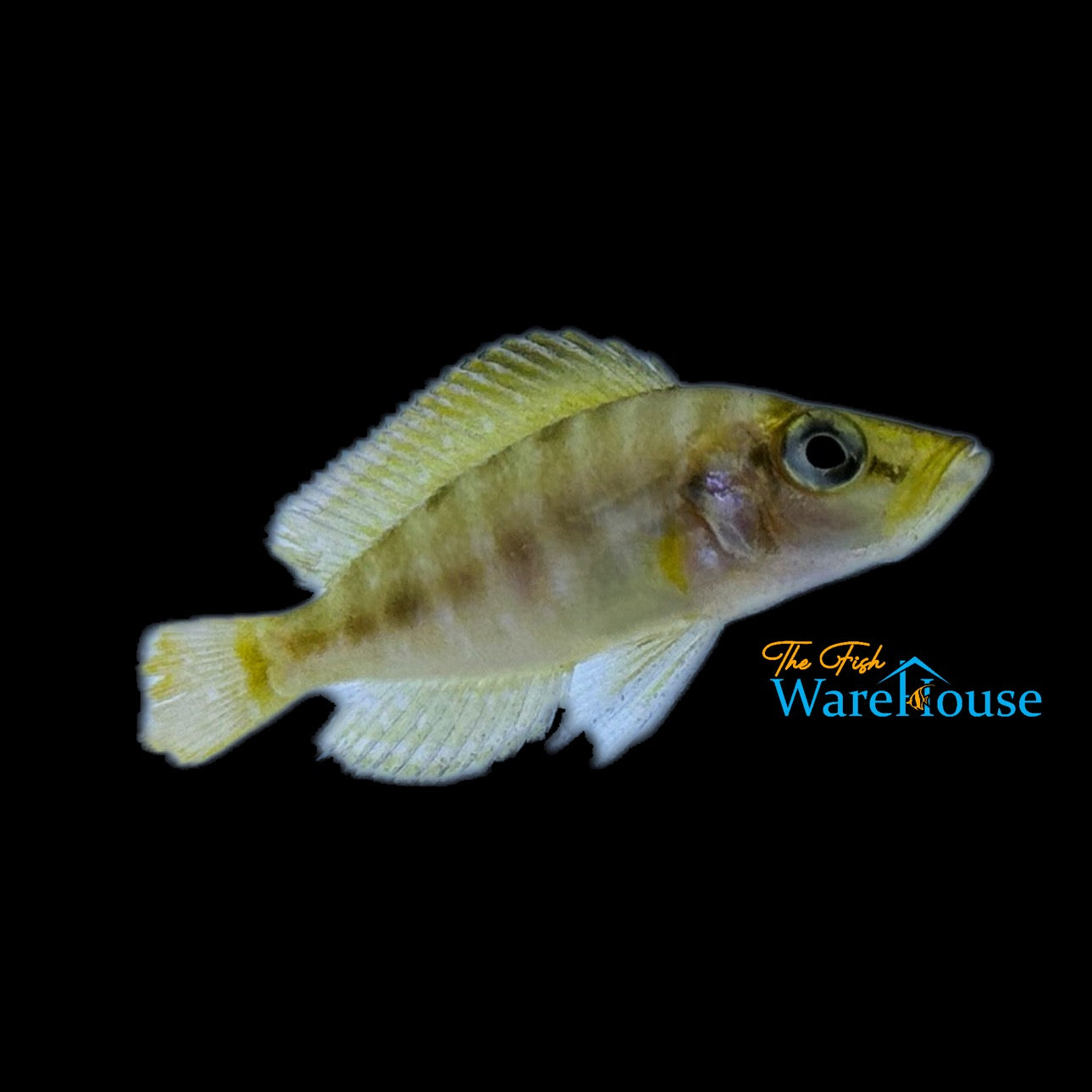 Chaitika Orange Compressiceps (Altolamprologus compressiceps 'Chaitika')