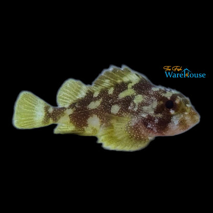 Yellow Spotted Scorpionfish (Sebastapistes cyanostigma)