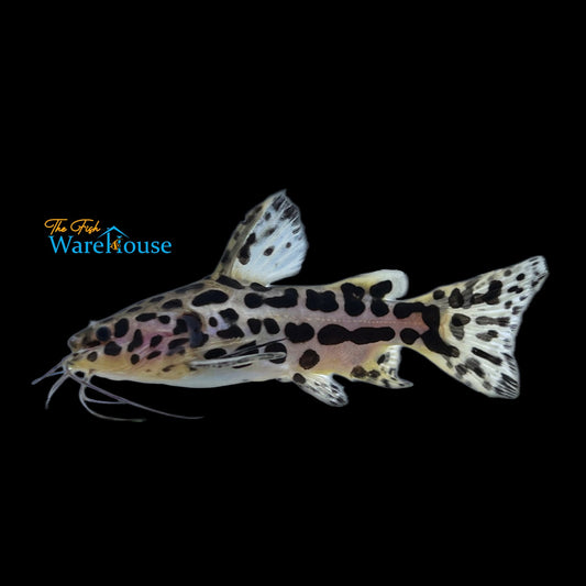 Jaguar Catfish (Liosomadoras oncinus)