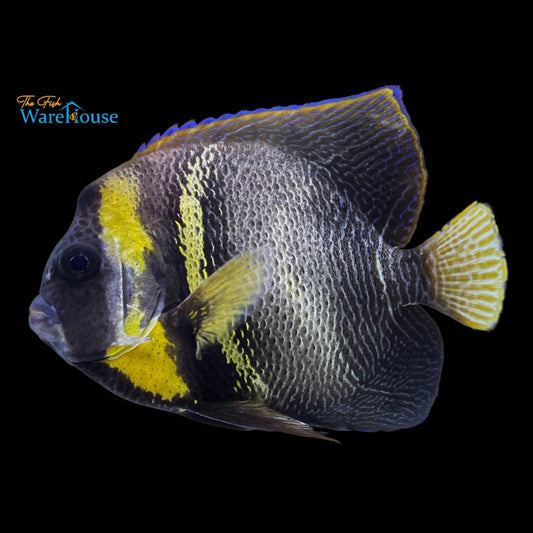 Cortez Angelfish - Adult (Pomacanthus zonipectus)