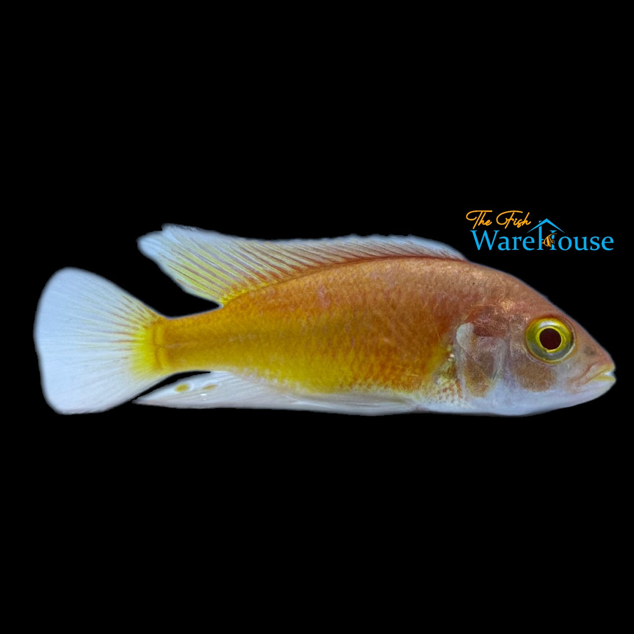 Albino Kyoga Flameback Cichlid (Xystichromis sp. flameback)