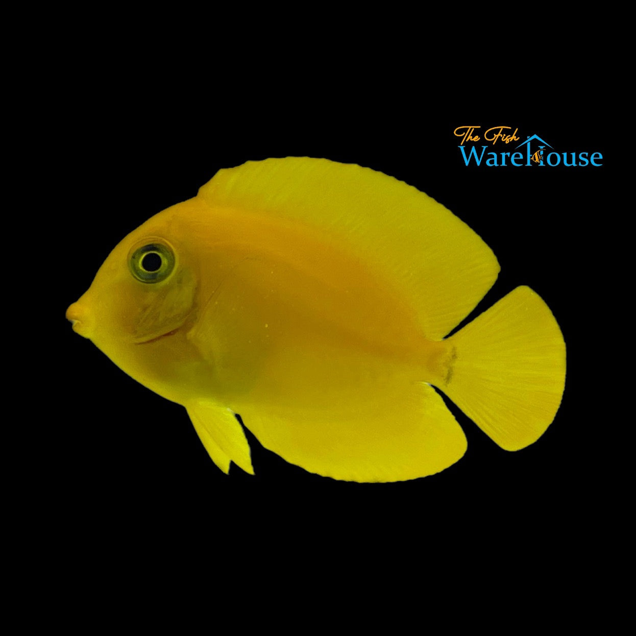 Lemonpeel Mimic Tang (Acanthurus pyroferus)