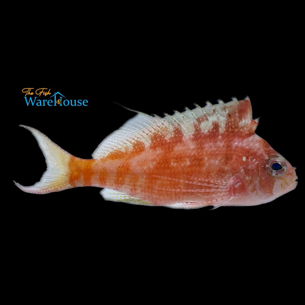 Lyretail Hawkfish (Cyprinocirrhites polyactis)