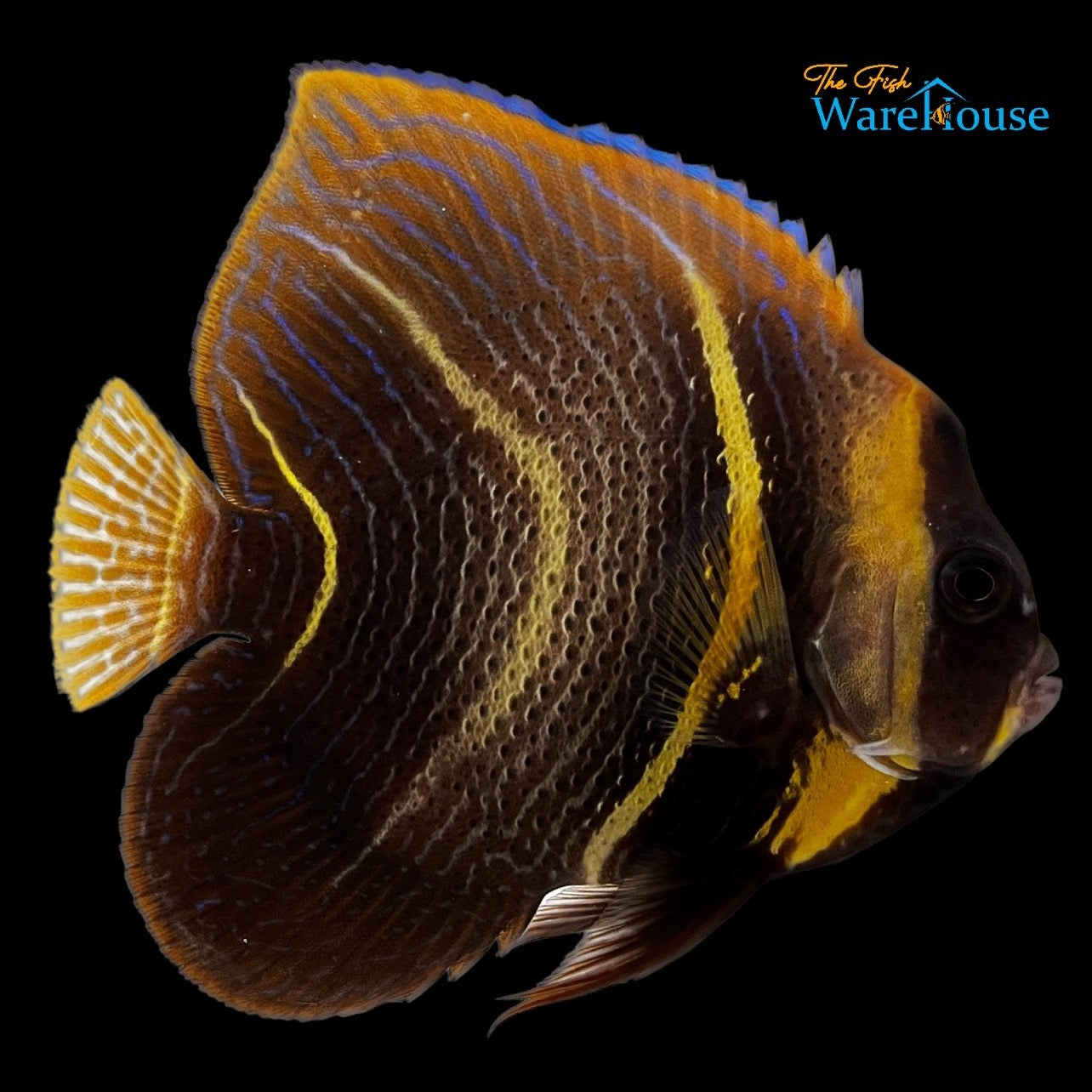 Cortez Angelfish - Transitioning (Pomacanthus zonipectus)