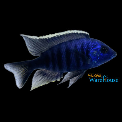 Azureus Hap (Copadichromis azureus)