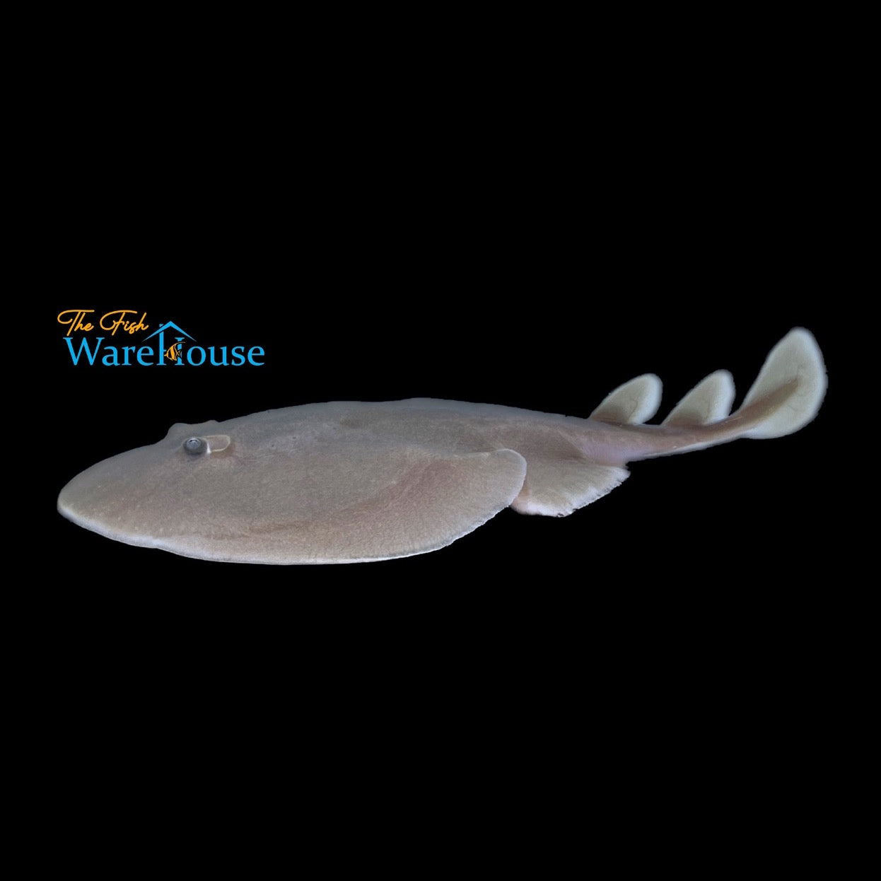 Cortez Electric Ray (Narcine entemedor)