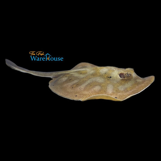 Cortez Round Ray (Urobatis maculatus)