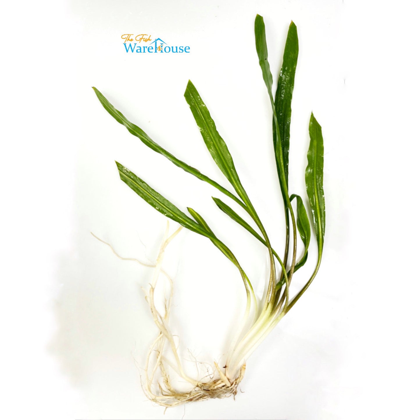 Costata Crypt. (Cryptocoryne costata)