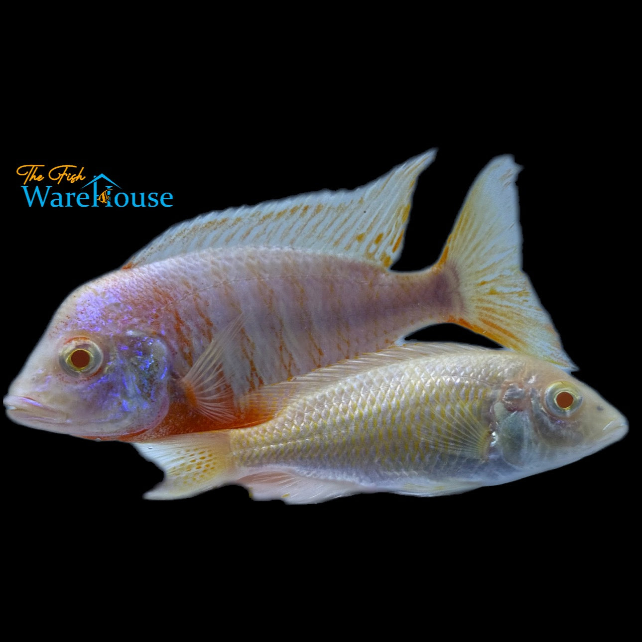 Albino Red Shoulder Peacock Cichlid (Aulonocara stuartgranti sp. Hansbaenschi albino)