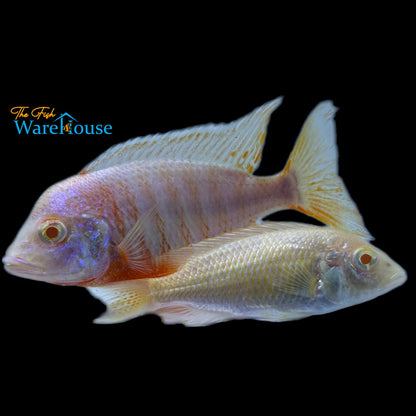 Albino Red Shoulder Peacock Cichlid (Aulonocara stuartgranti sp. Hansbaenschi albino)