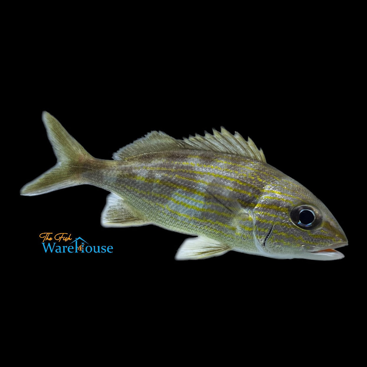 Cottonwick Grunt (Haemulon melanurum)