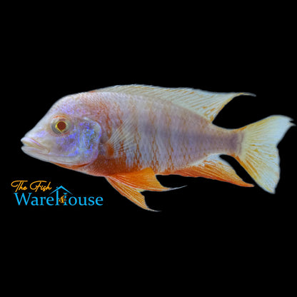 Albino Red Shoulder Peacock Cichlid (Aulonocara stuartgranti sp. Hansbaenschi albino)