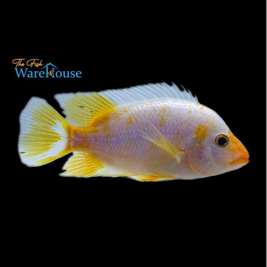 Creamsicle Red Devil Cichlid (Amphilophus labiatus)