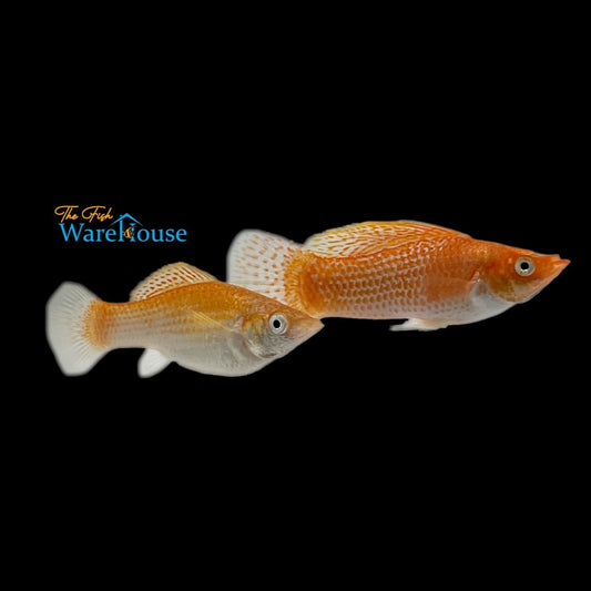 Creamsicle Sailfin Molly (Poecilia latipinna)