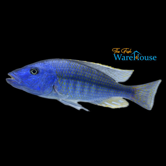 Kiwinge Cichlid (Dimidiochromis kiwinge)