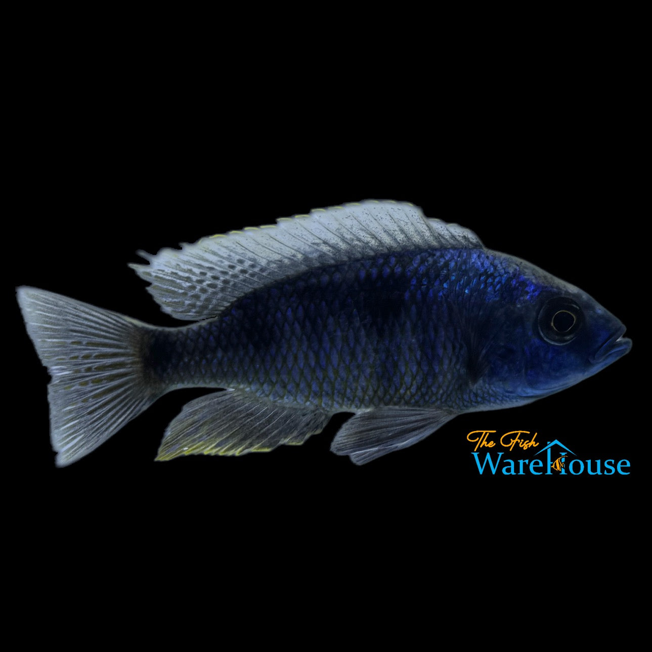 White Blaze Copadichromis (Copadichromis chrysonotus)