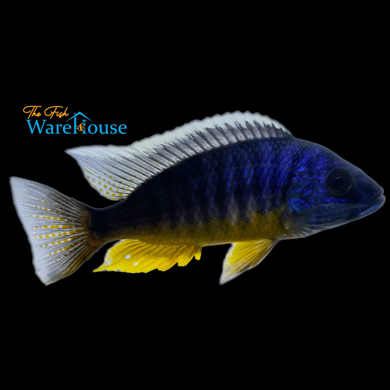 Insignus Cichlid (Protomelas spilonotus Tanzania)