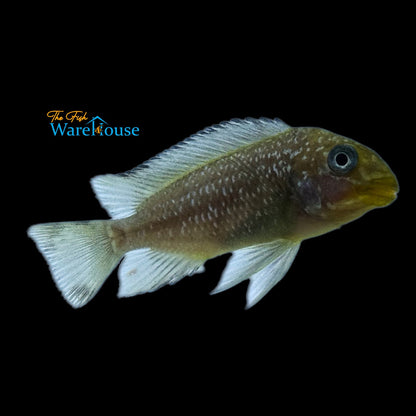 Petrochromis Trewavasae