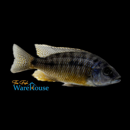 Insignus Cichlid (Protomelas spilonotus Tanzania)