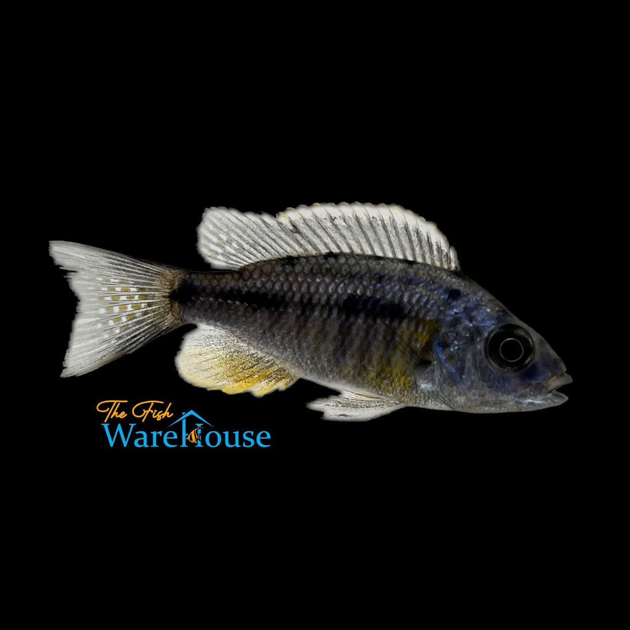 Insignus Cichlid (Protomelas spilonotus Tanzania)