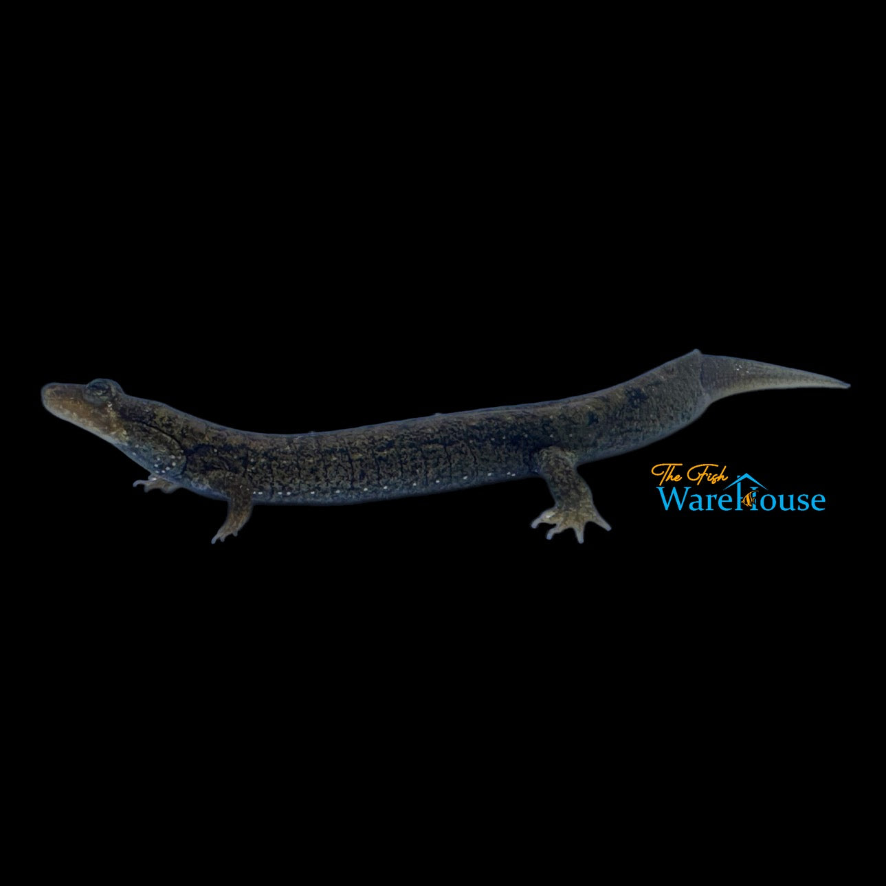 Black Bellied Salamander (Desmognathus quadramaculatus)