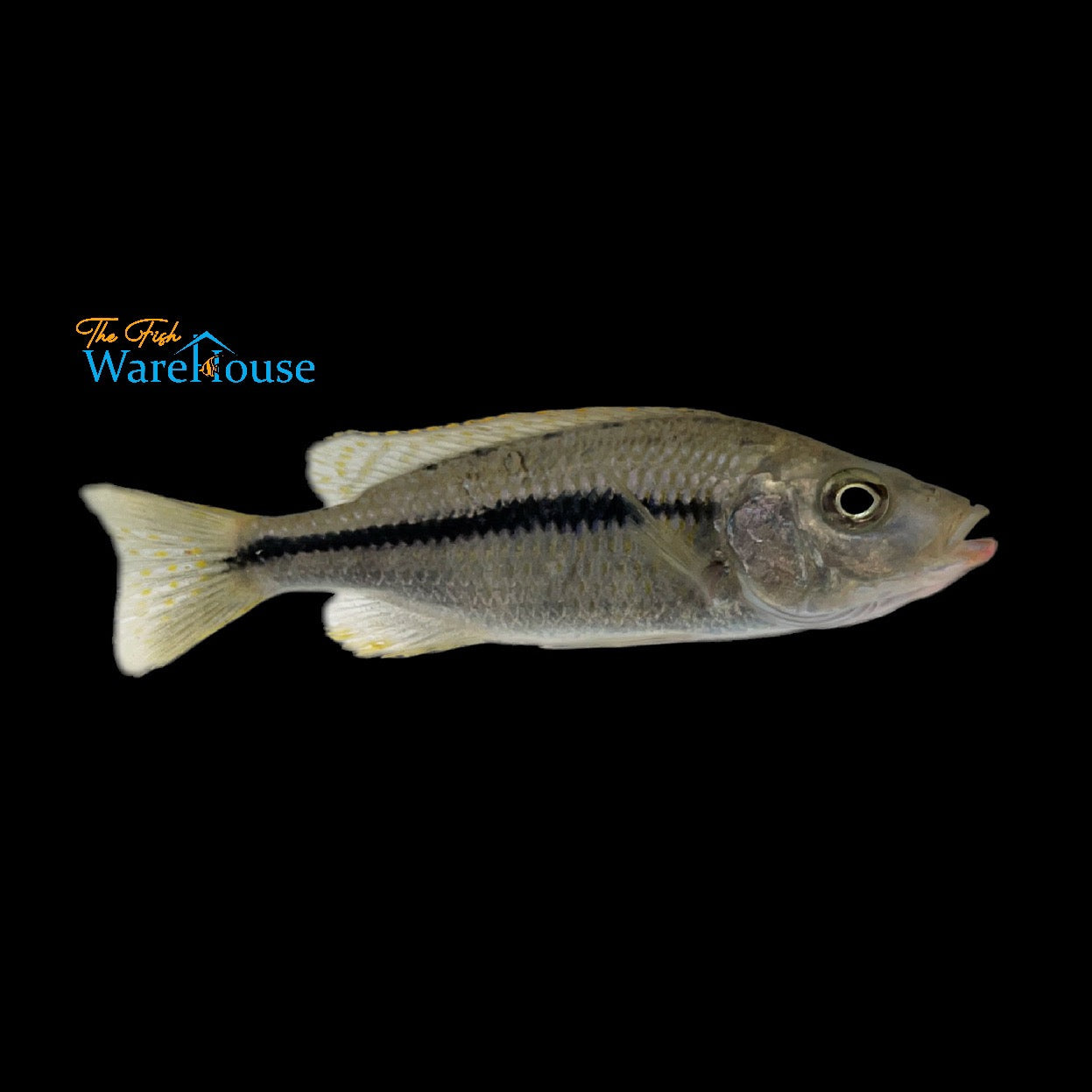 Kiwinge Cichlid (Dimidiochromis kiwinge)