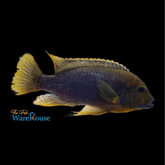 Rusty Cichlid (Iodotropheus sprengerae)