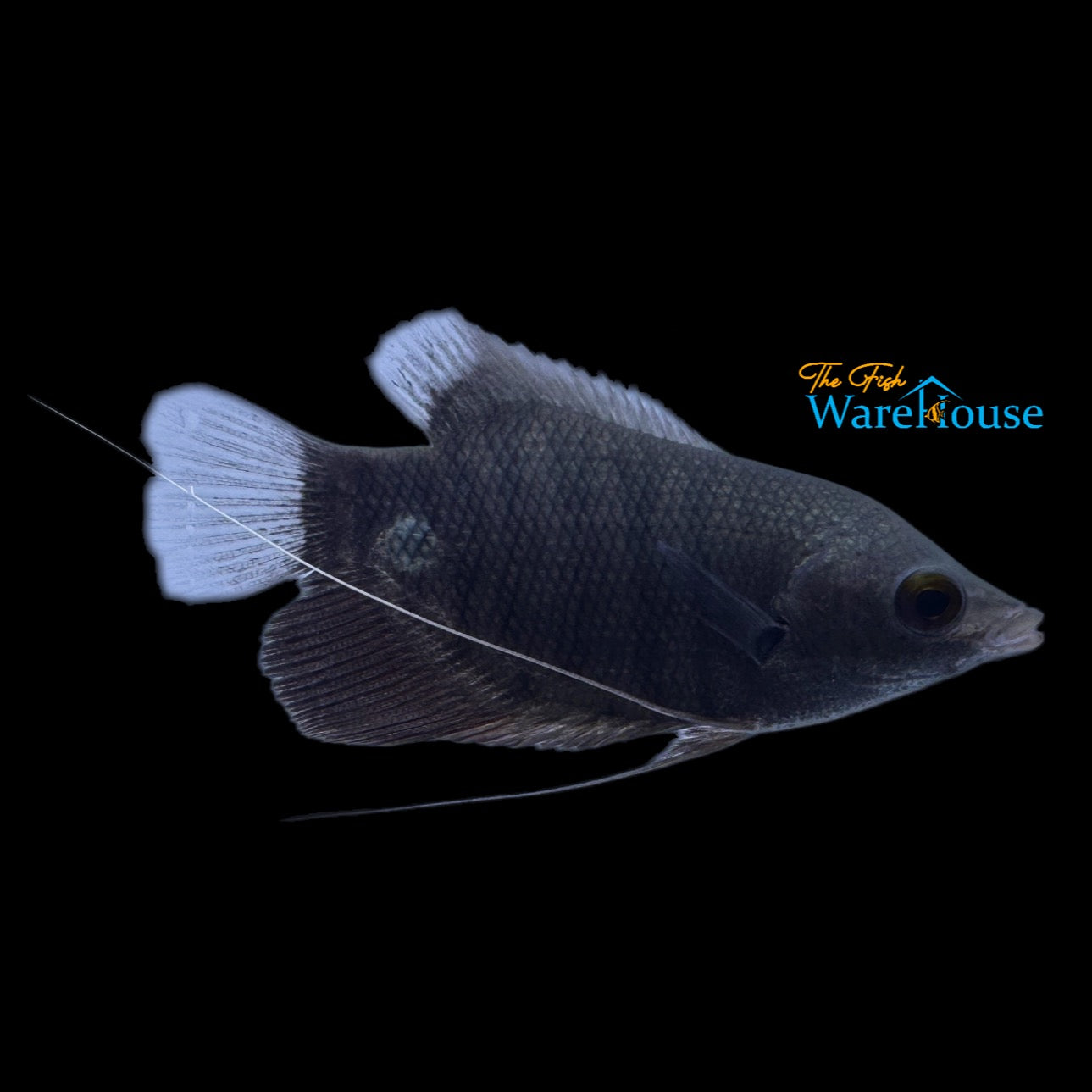 Borneo Seven Line Giant Gourami (Osphronemus septemfasciatus)